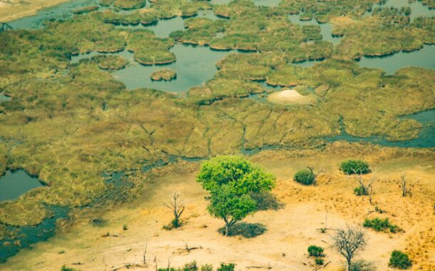 Protecting Africa's Biodiversity: Latest Environmental News