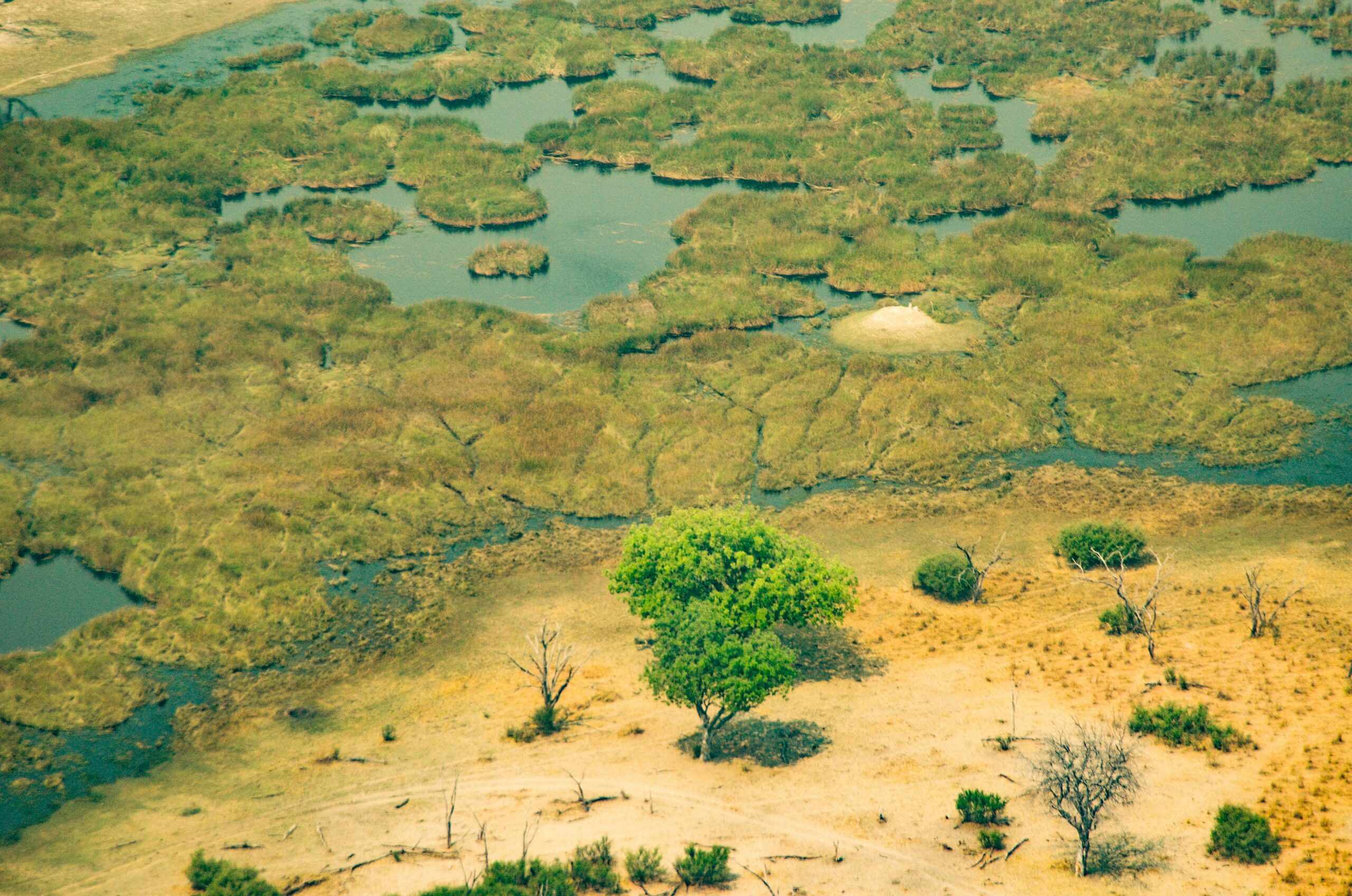 Protecting Africa's Biodiversity: Latest Environmental News